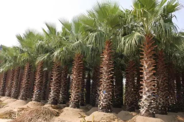 海南，蔚蓝梦想之地