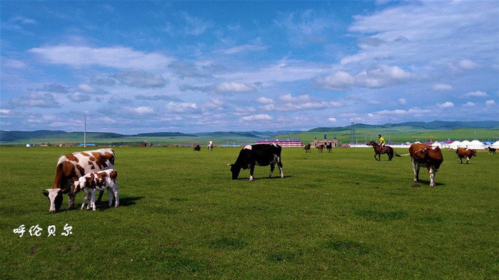 呼伦贝尔，探寻草原之韵的魅力之旅